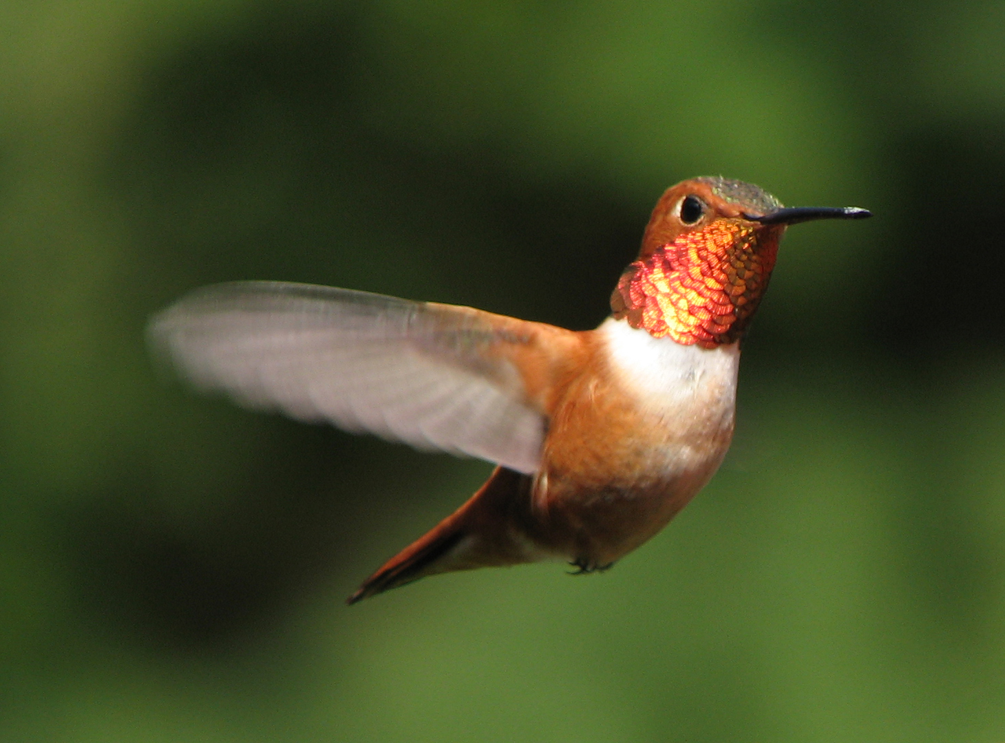 Amazing Hummingbird Picture