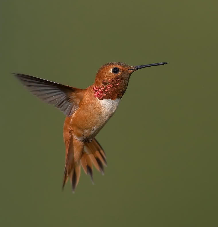 amazing hummingbird pictures