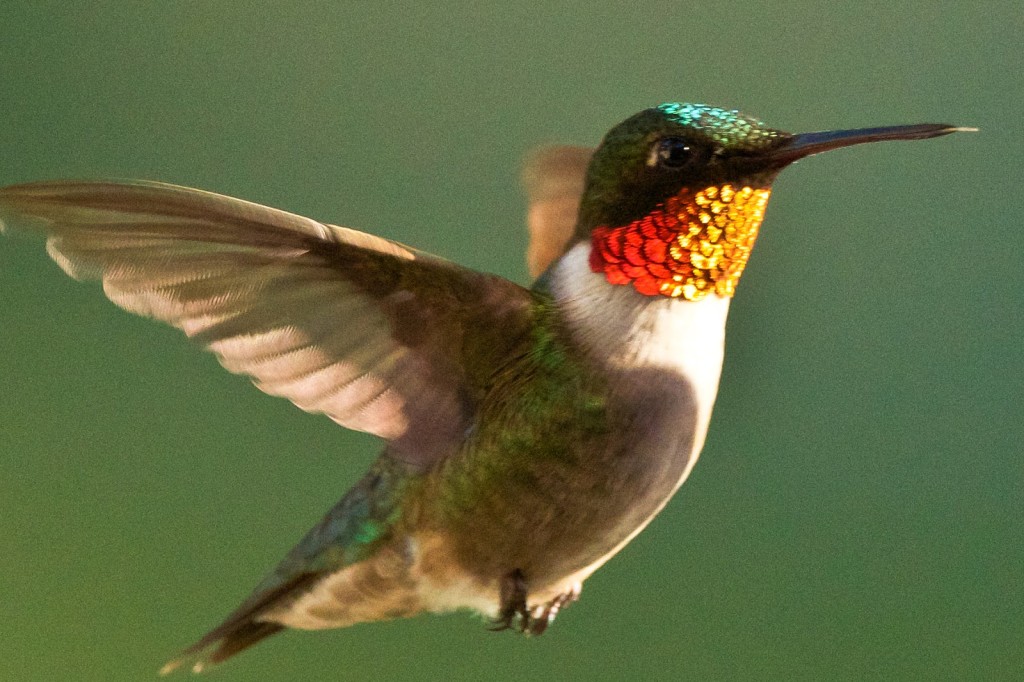 awesome hummingbird image free download