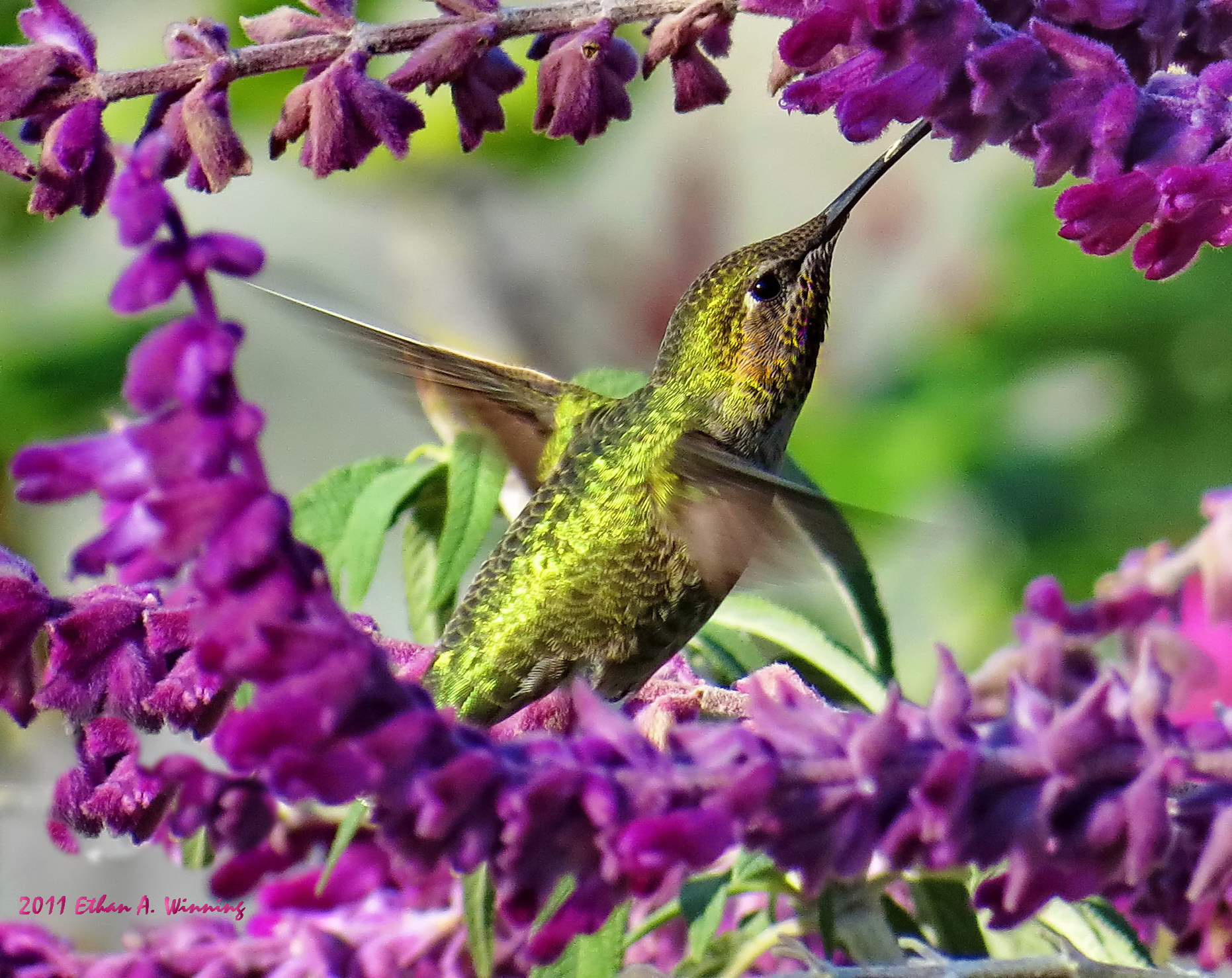 Awesome Hummingbird Image