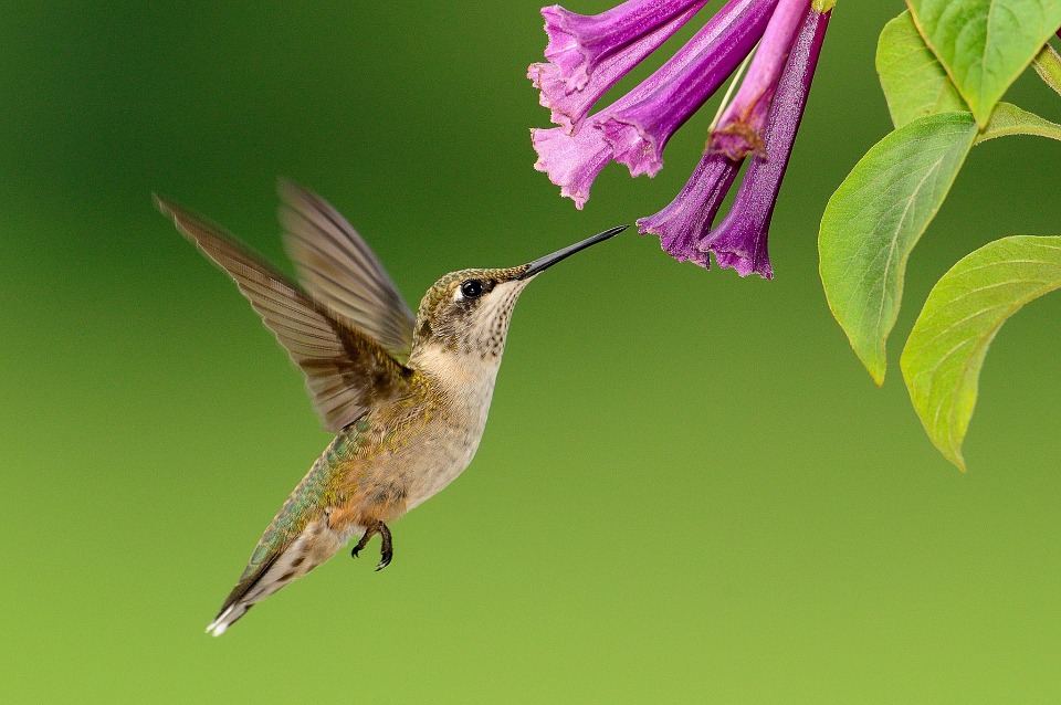 awesome hummingbird images free download