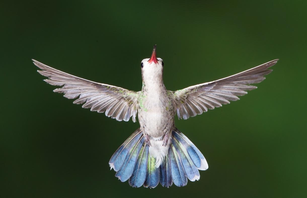 awesome hummingbird images