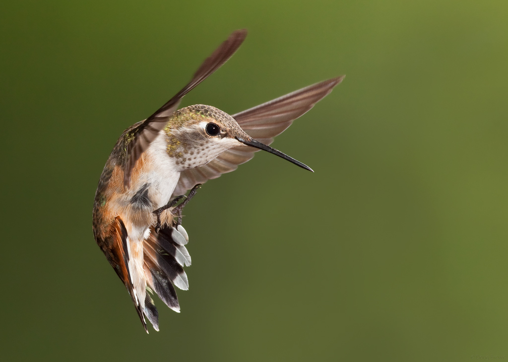 Awesome Hummingbird Photo