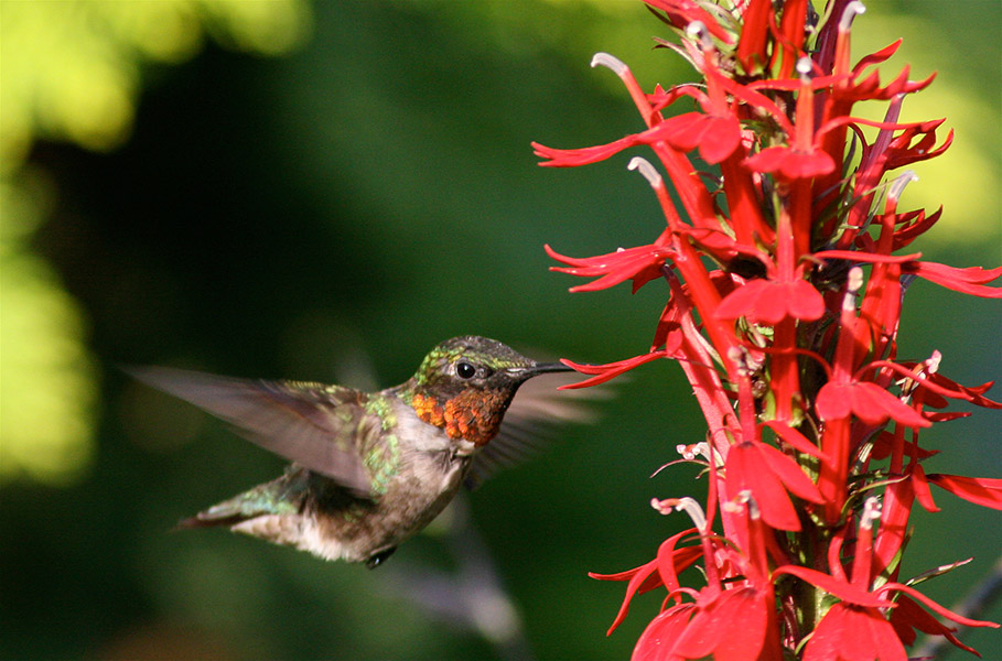 Hummingbird Image Free Latest