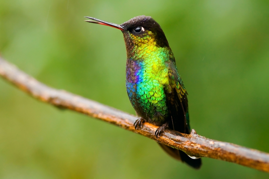 hummingbird photos desktop wallpaper