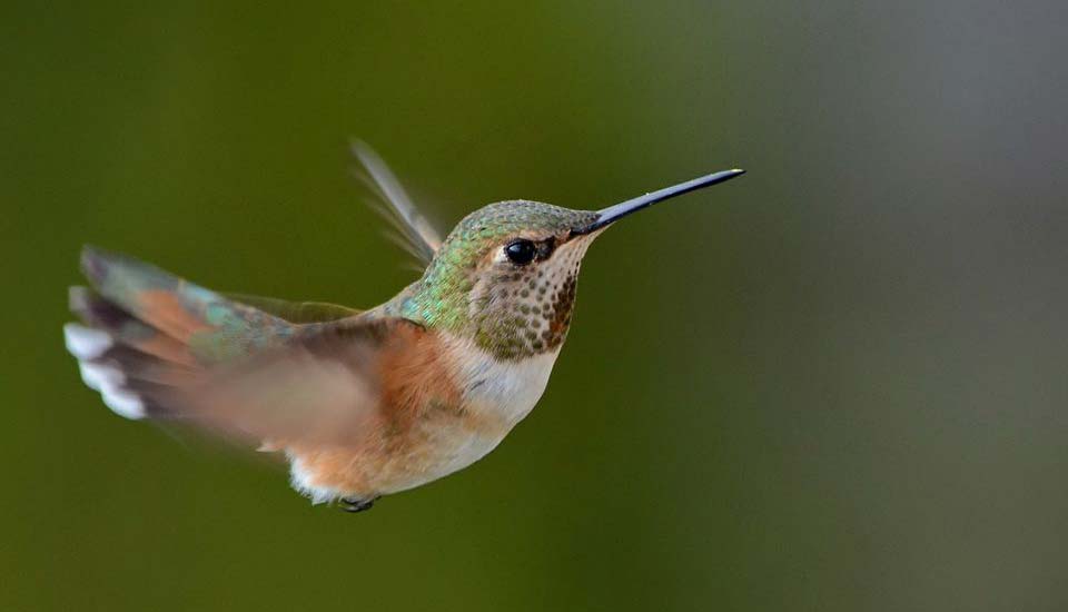 hummingird pics hd freeimage download