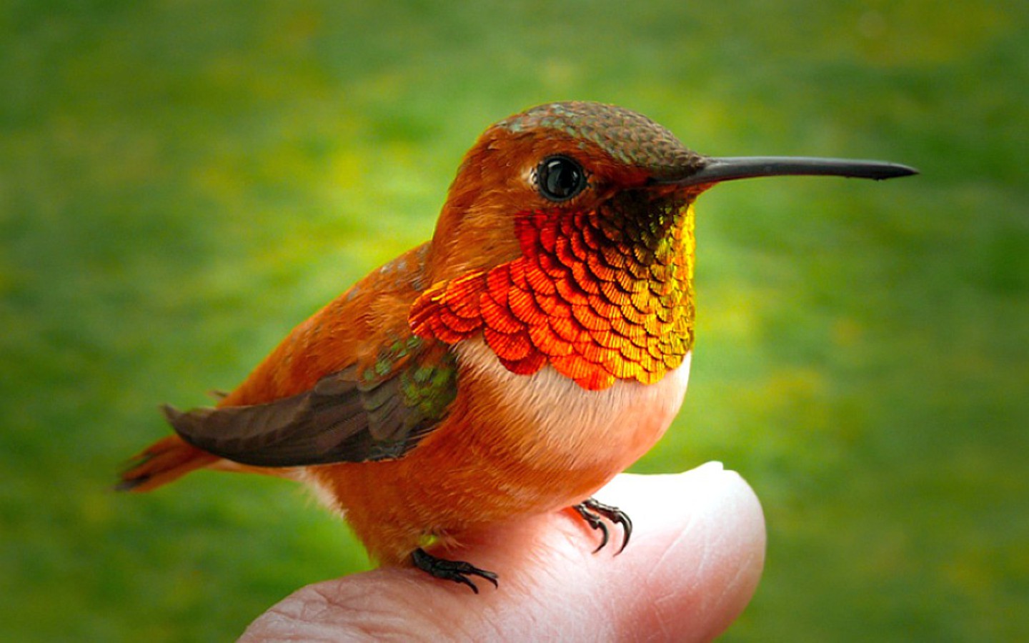 mobile awesome hummingbird photo free download