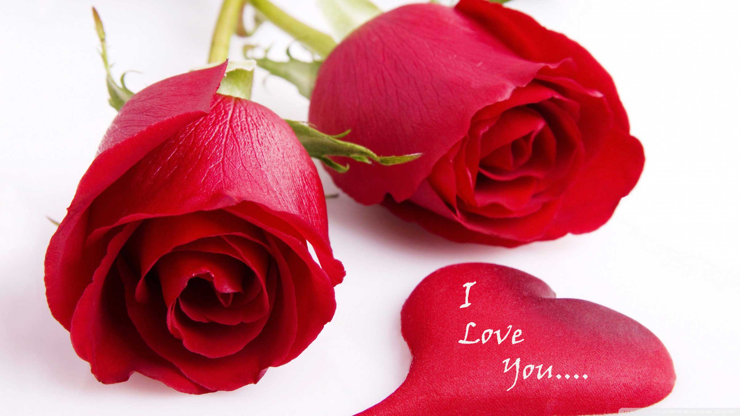 Beautiful Red Roses I Love Quotes