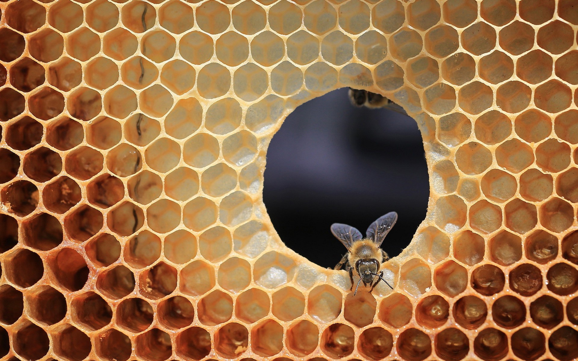 Bee Hive Honey Mobile Desktop Free Hd Wallpaper
