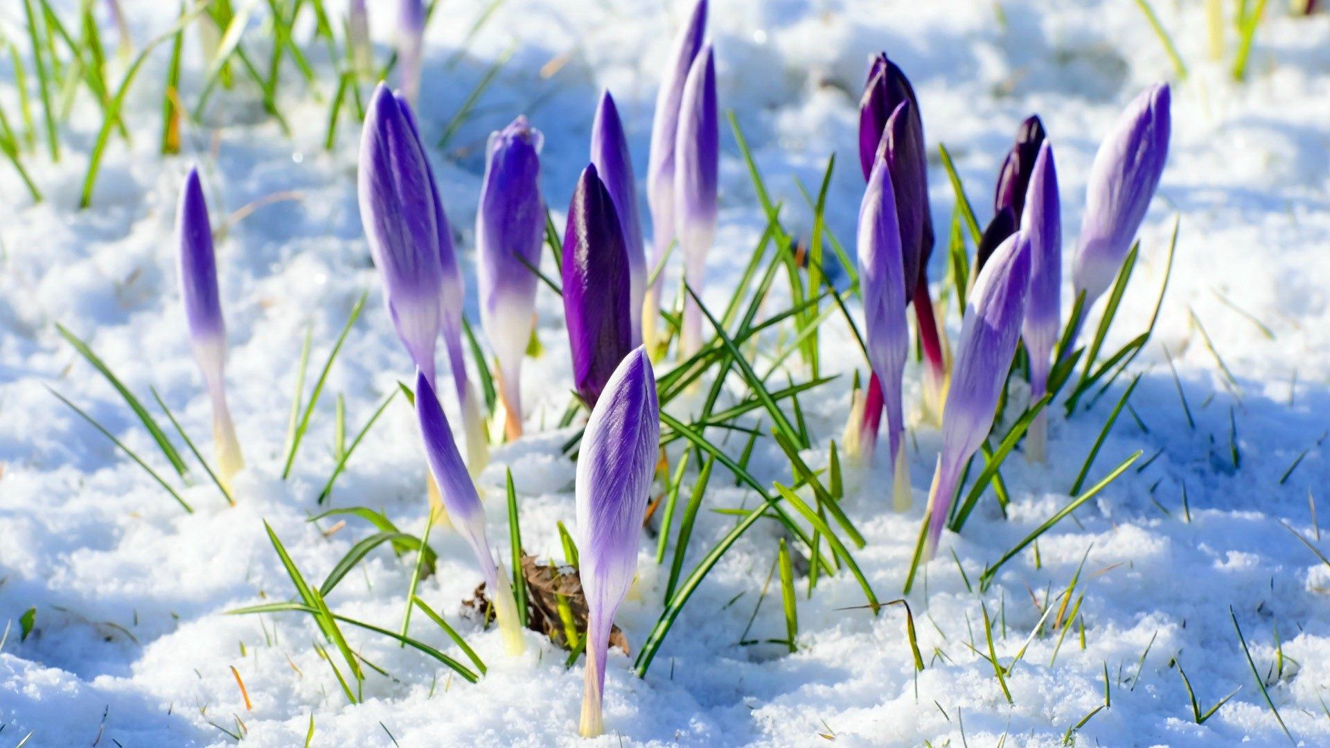 Blue Spring Flowers Snow Nature Mobile Desktop Free Hd Wallpaper