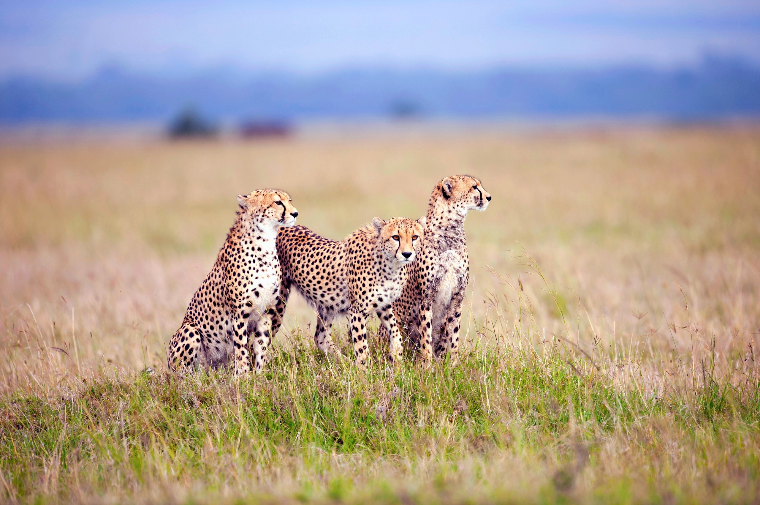 Cheetahs Field Grass Predators Mobile Desktop Free Hd Wallpaper