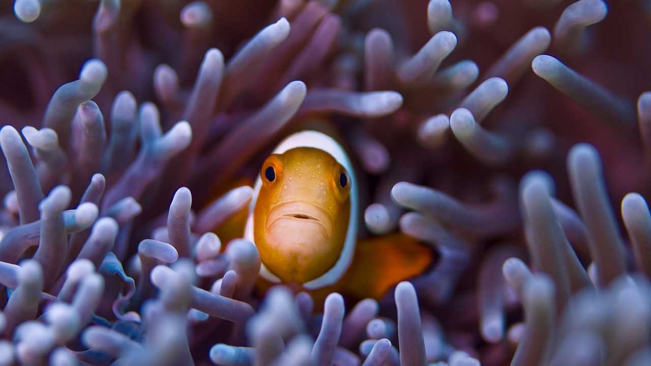 Clownfish Gili Underwater Mobile Desktop Free Hd Wallpaper