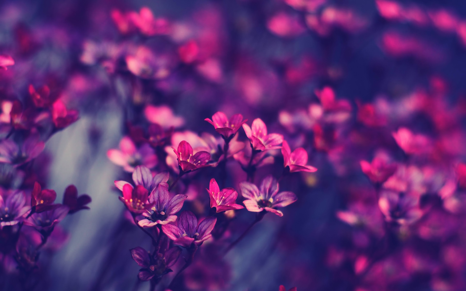 cool purple flowers wide free awesome image for mobile