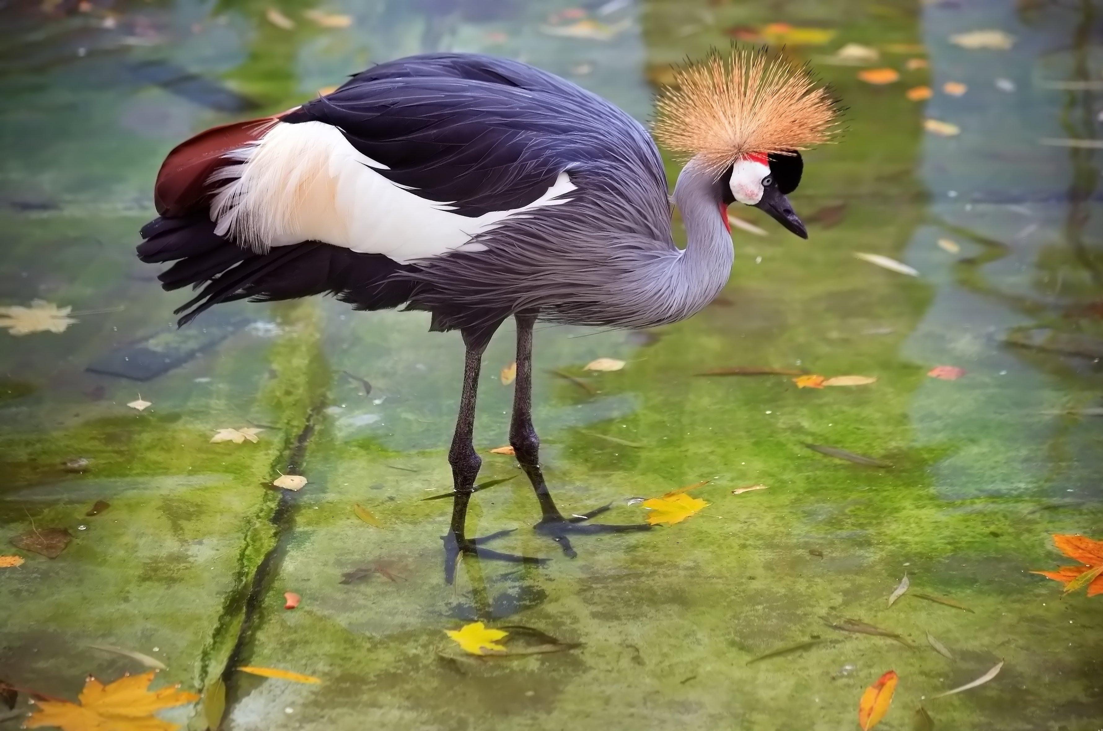 Crane Heron Stork Feathers Mobile Desktop Free Hd Wallpaper