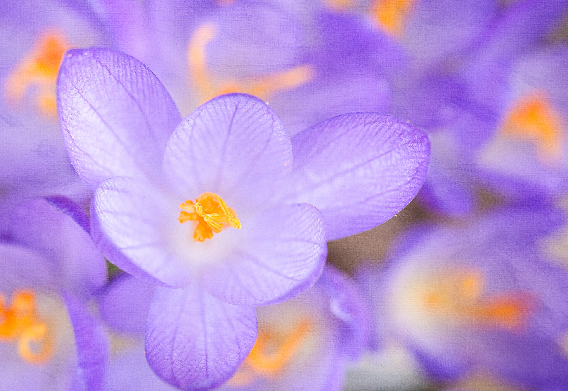 crocus spring petals flower mobile desktop free hd wallpaper
