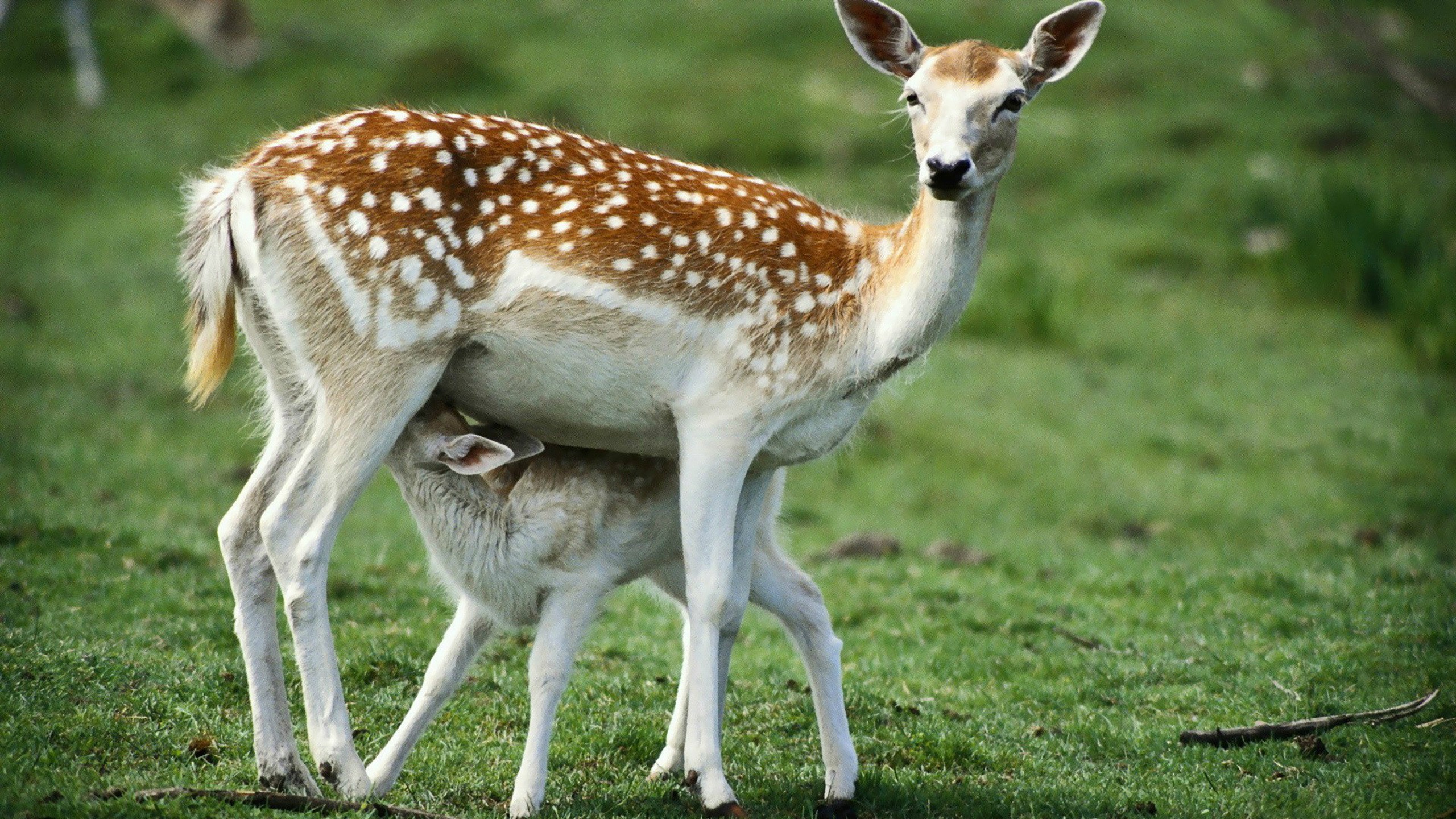 cute baby deer with mother mobile desktop free images