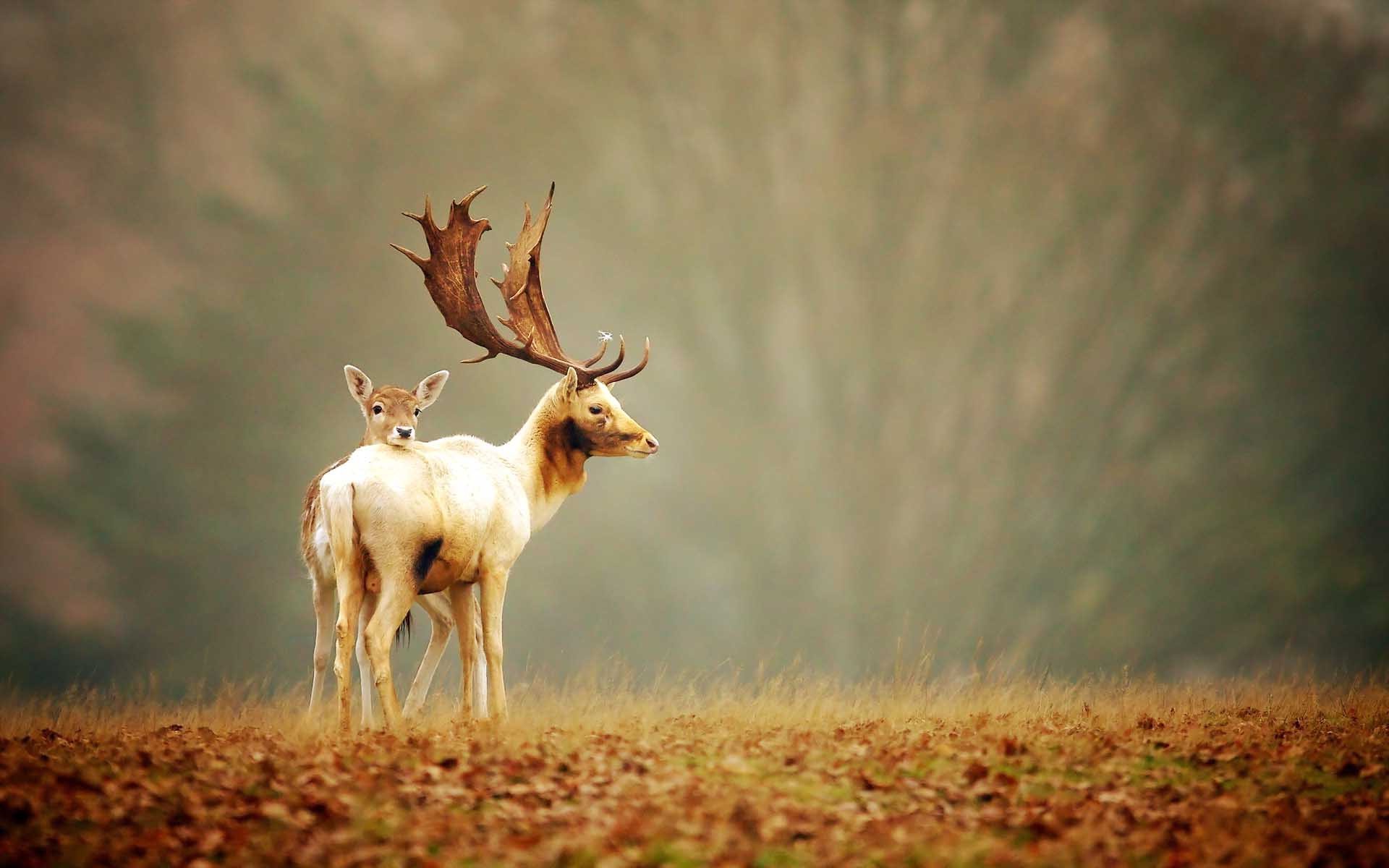 deer photography mobile desktop free hd wallpaper