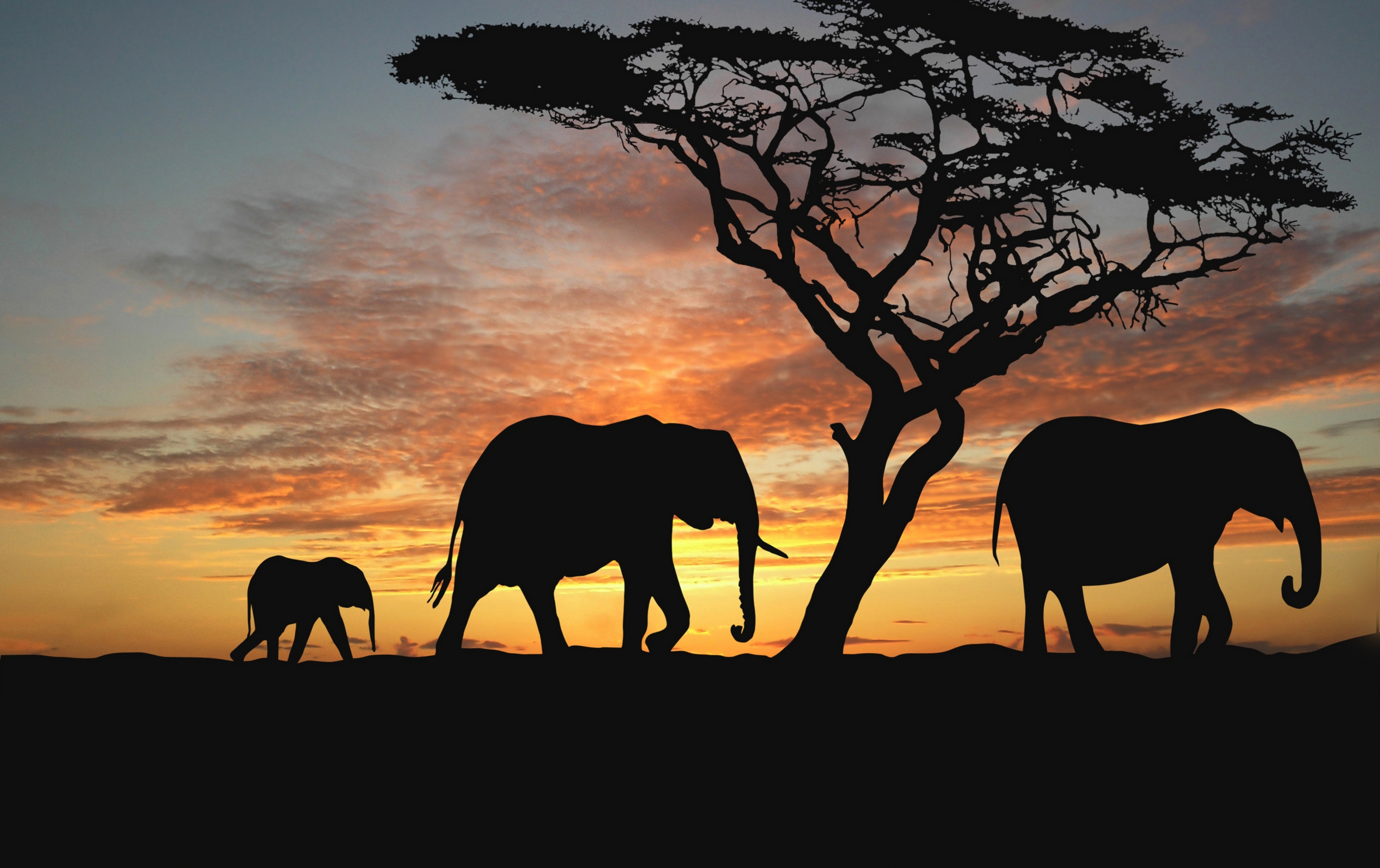 elephants cub walking free awesome image for mobile