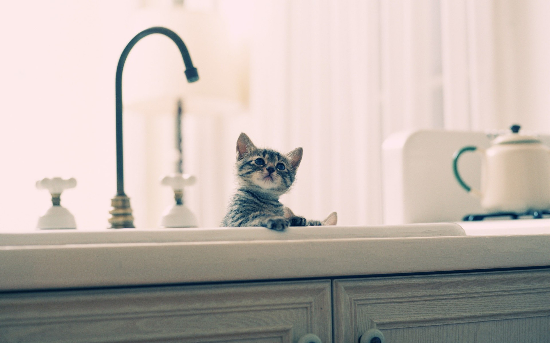 Funny Bathing Cats Free Awesome Image For Mobile