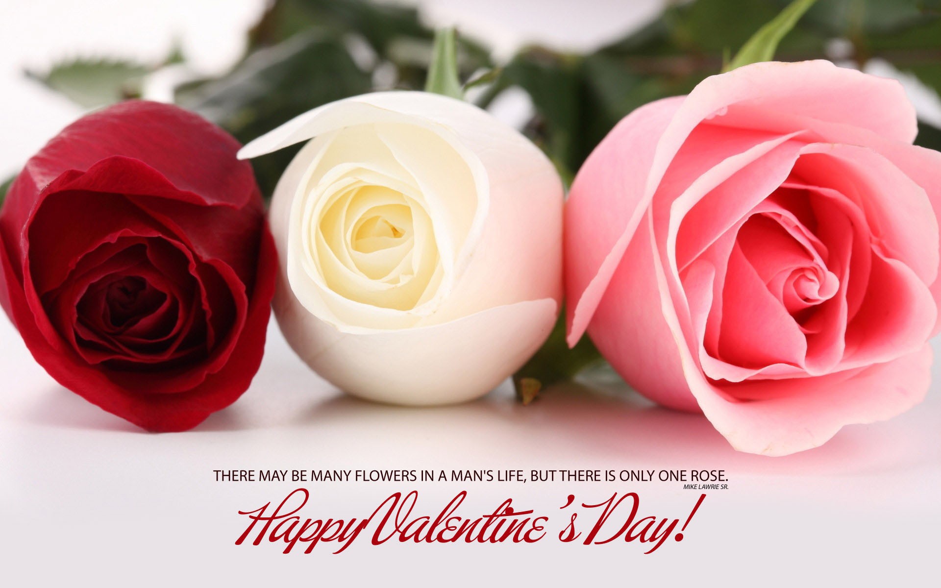 happy valentines day red white pink rose free awesome image for mobile