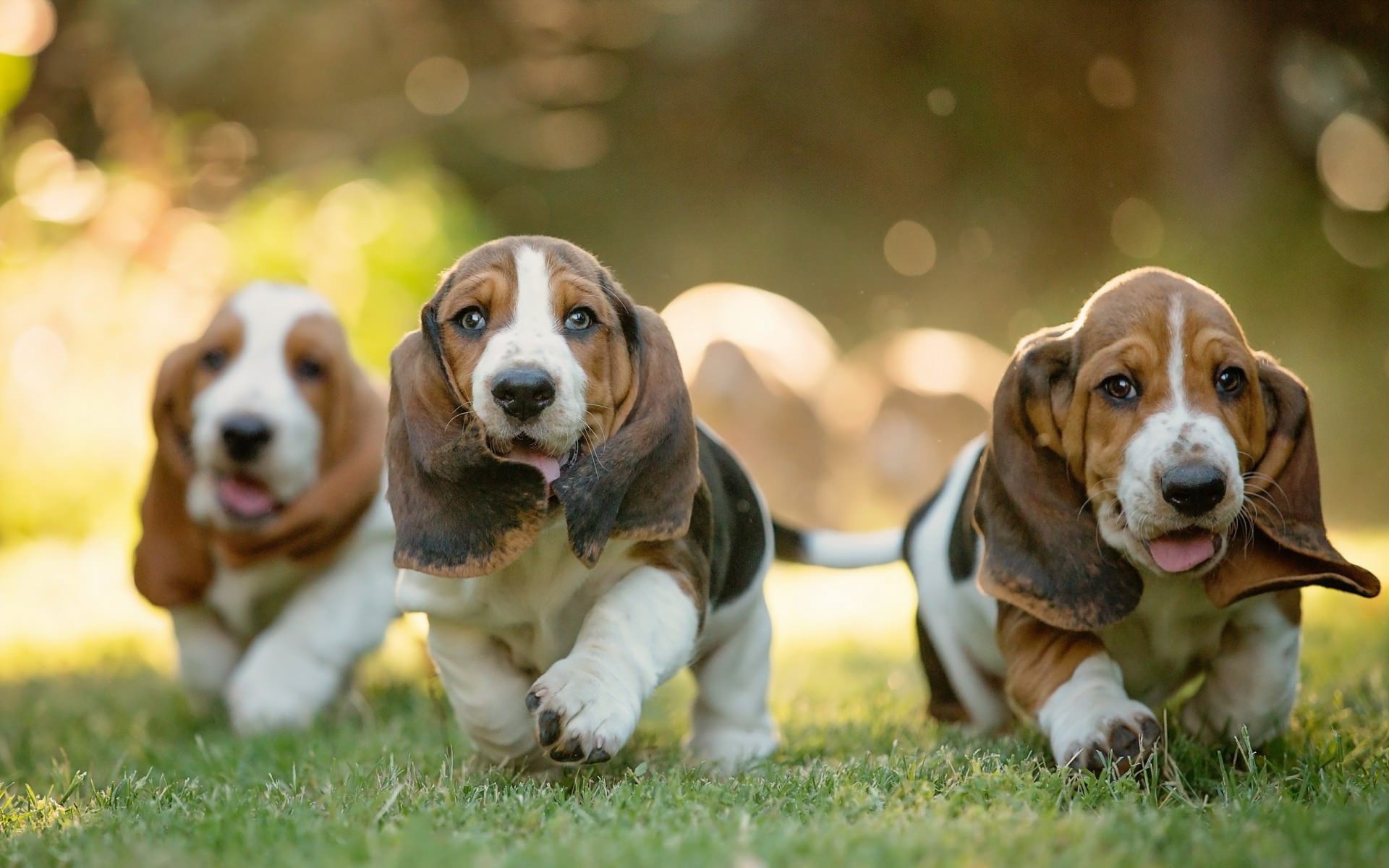 hound dog animals free awesome image for mobile