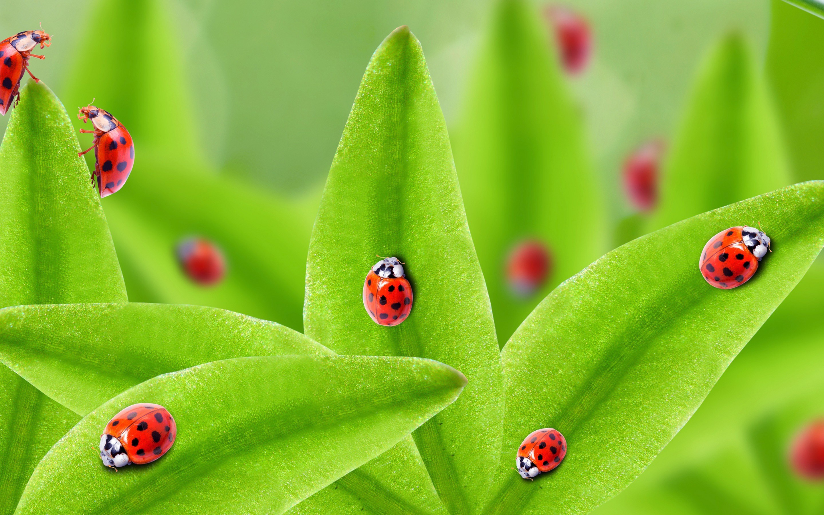 ladybugs leaf green background mobile desktop free hd wallpaper