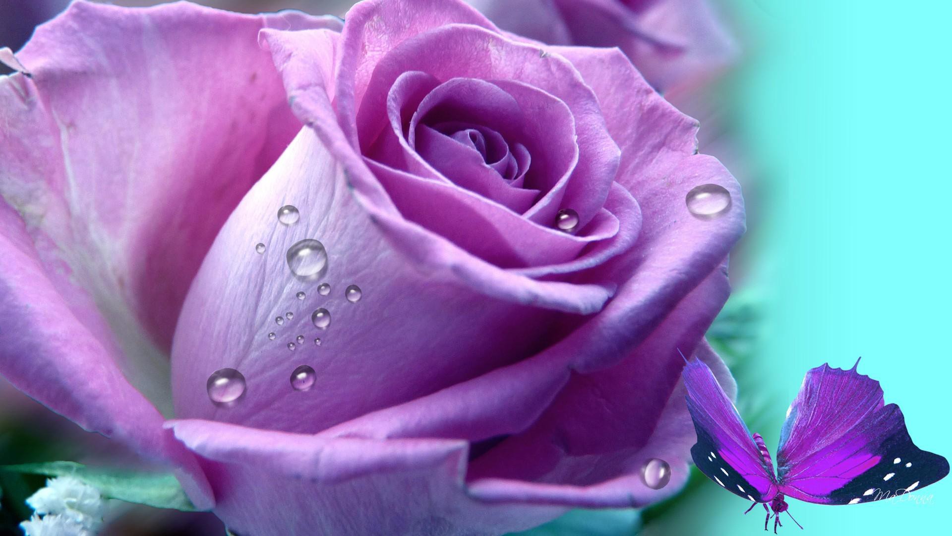 Lilac Rose Puprle Free Awesome Image For Mobile