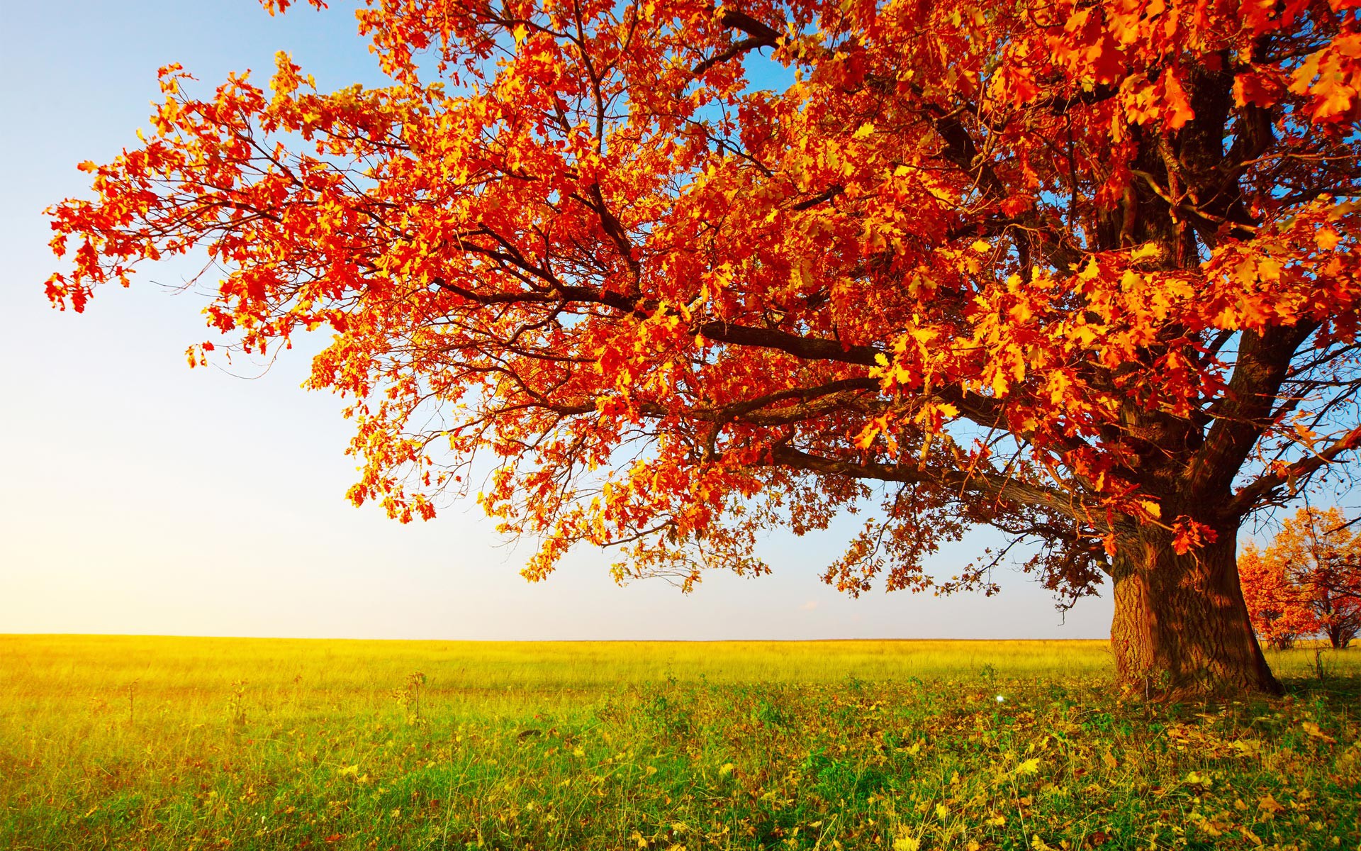 Orange Autumn Tree Photography Mobile Desktop Free Hd Wallpaper