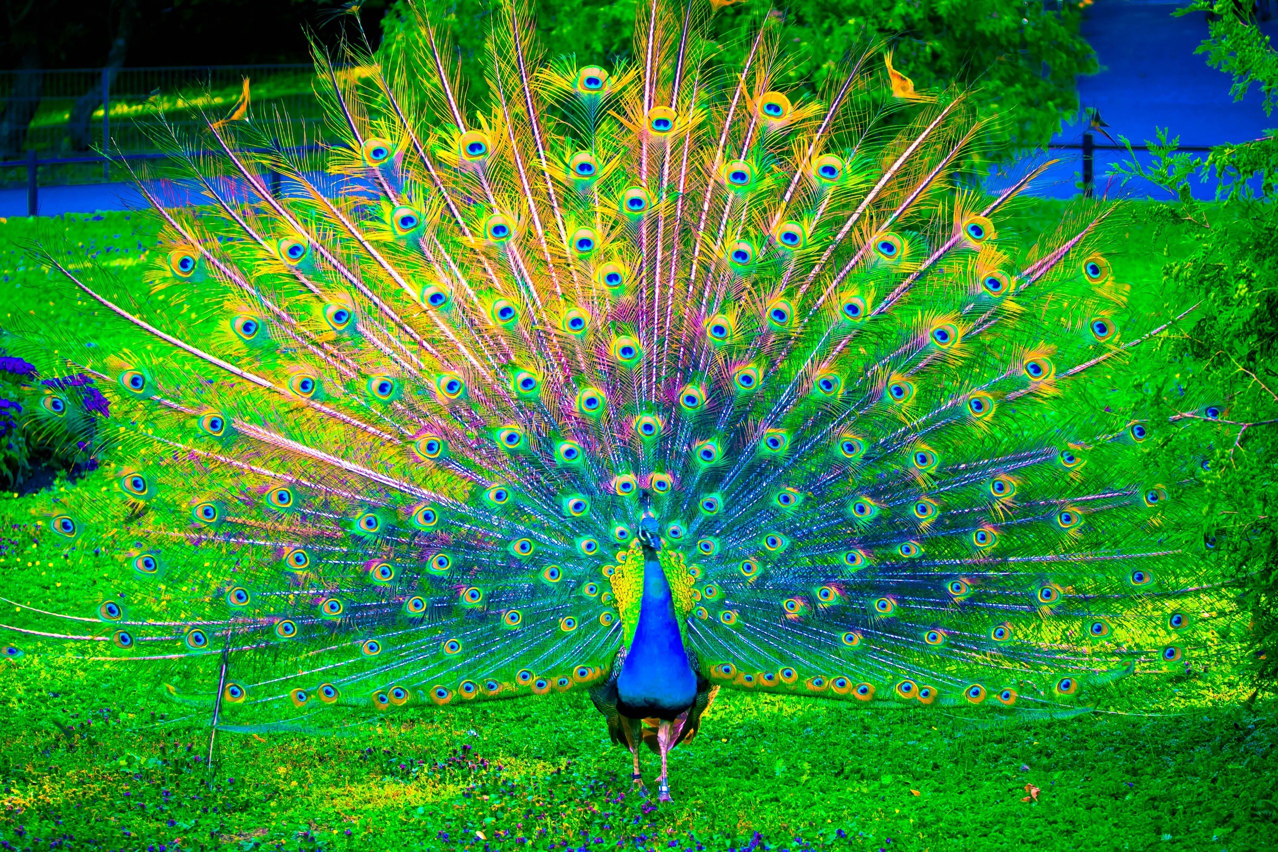 Peacock Feather Color Nature Mobile Desktop Free Hd Wallpaper