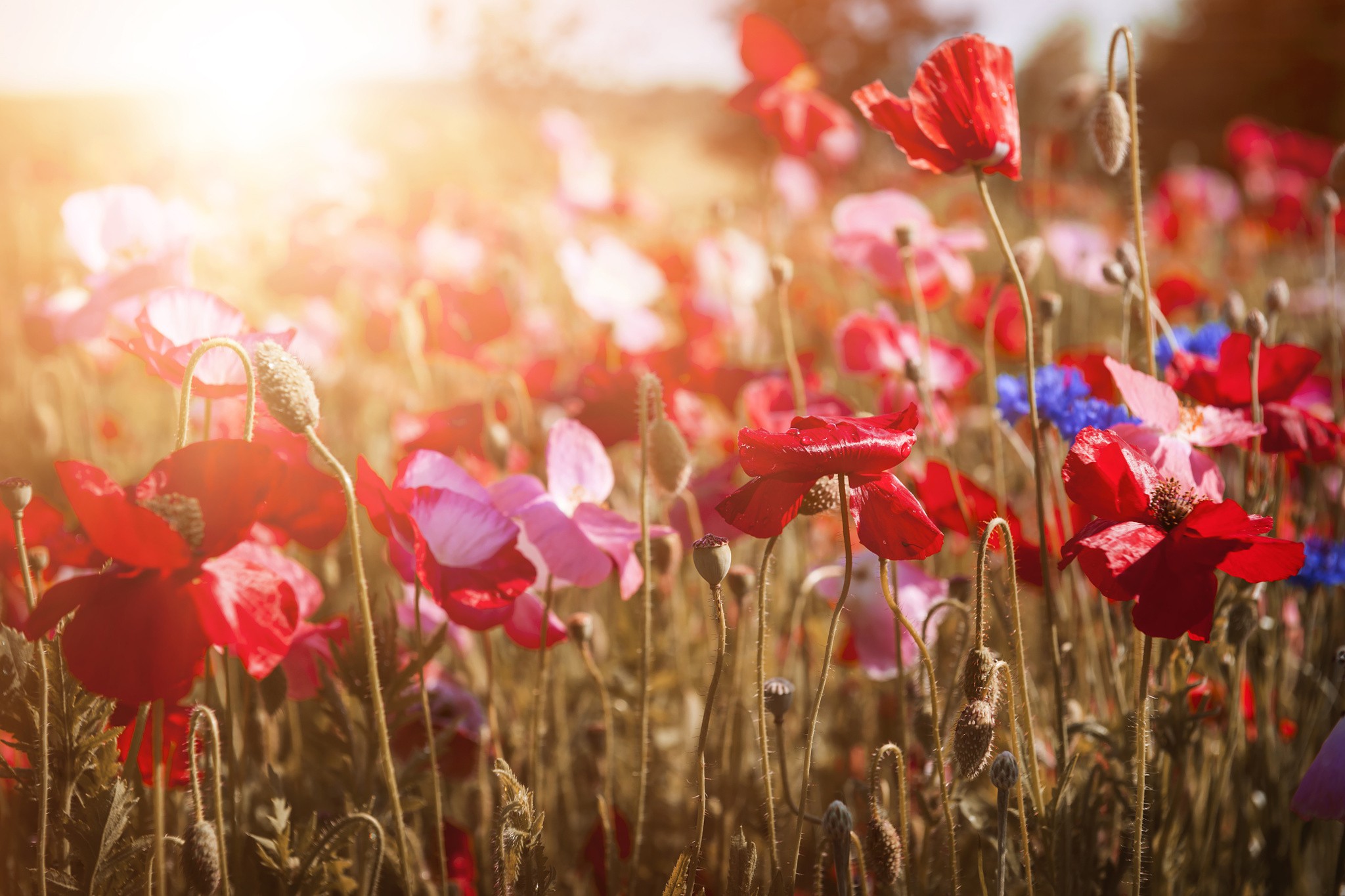 red flowers field hd images