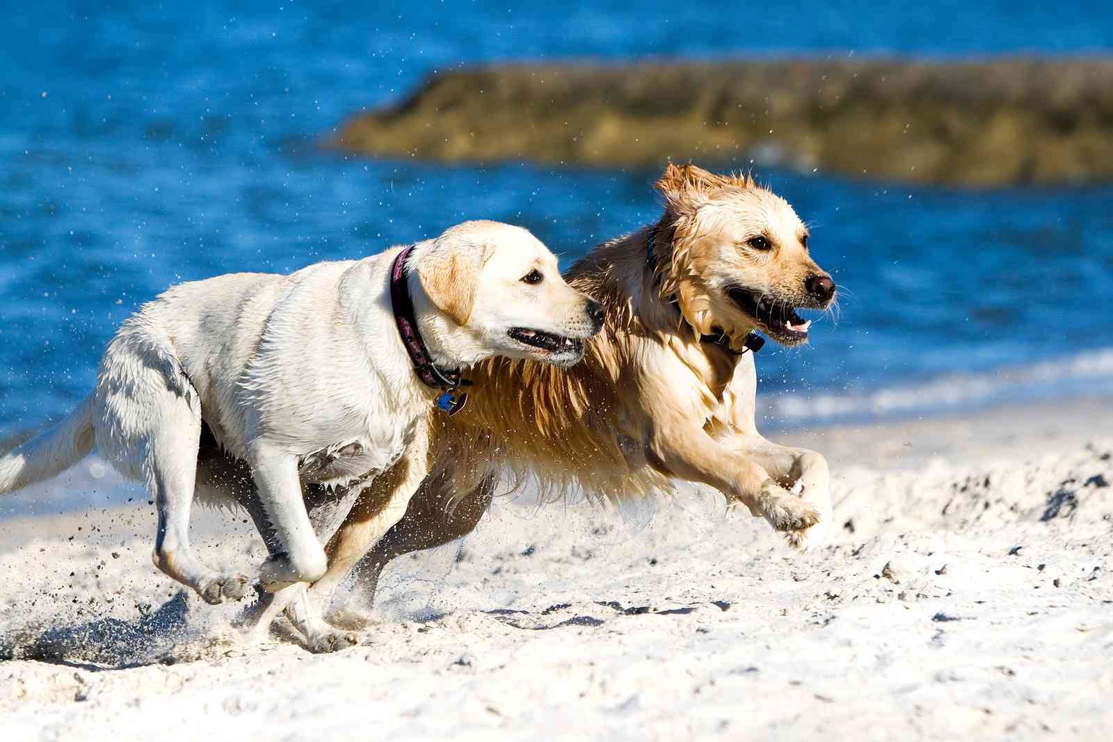 running dog download hd picture