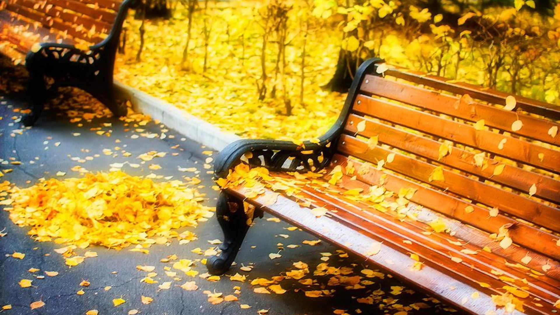 Yellow Leaves Benches Hd Images