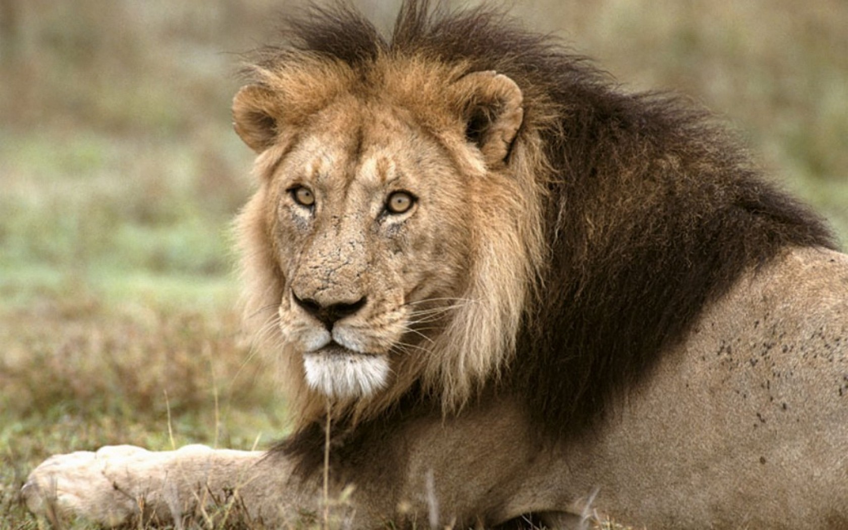 Desktop African Lion Habitat Pics