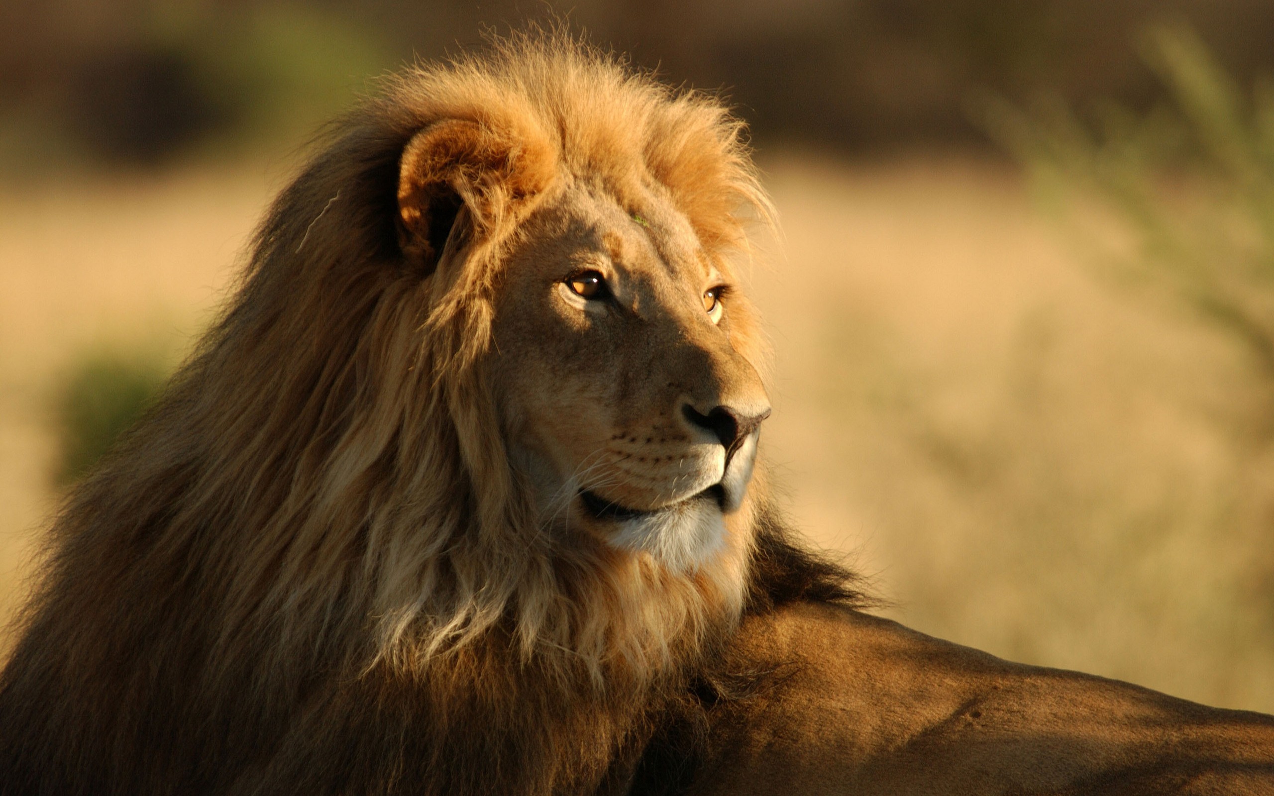 desktop african lion pics free