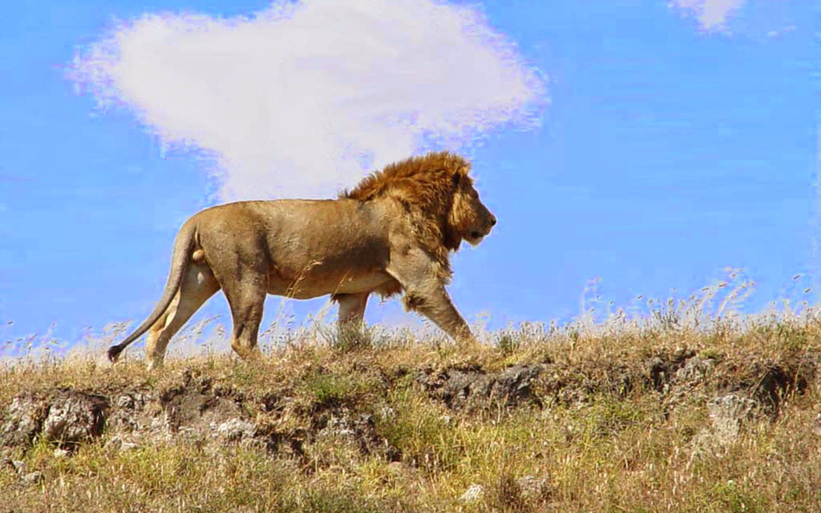 desktop african lion pics gallery