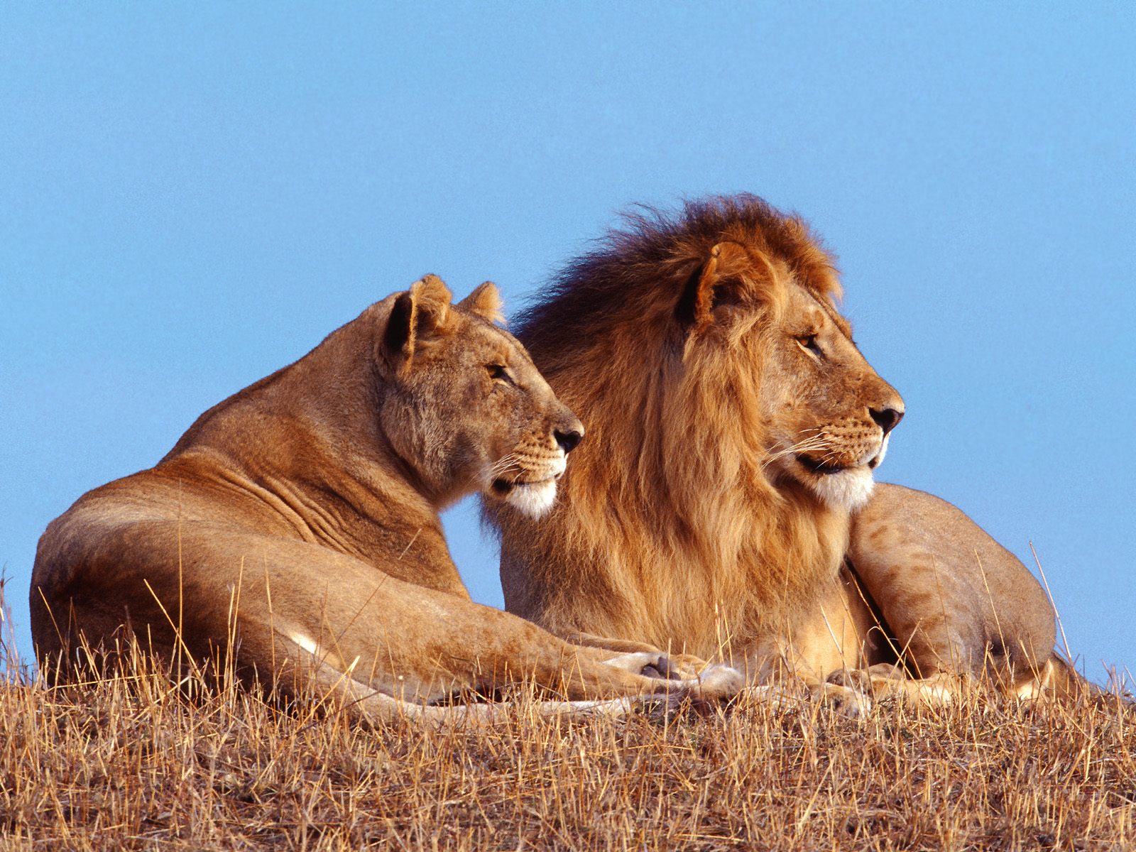 Desktop African Lion Pics