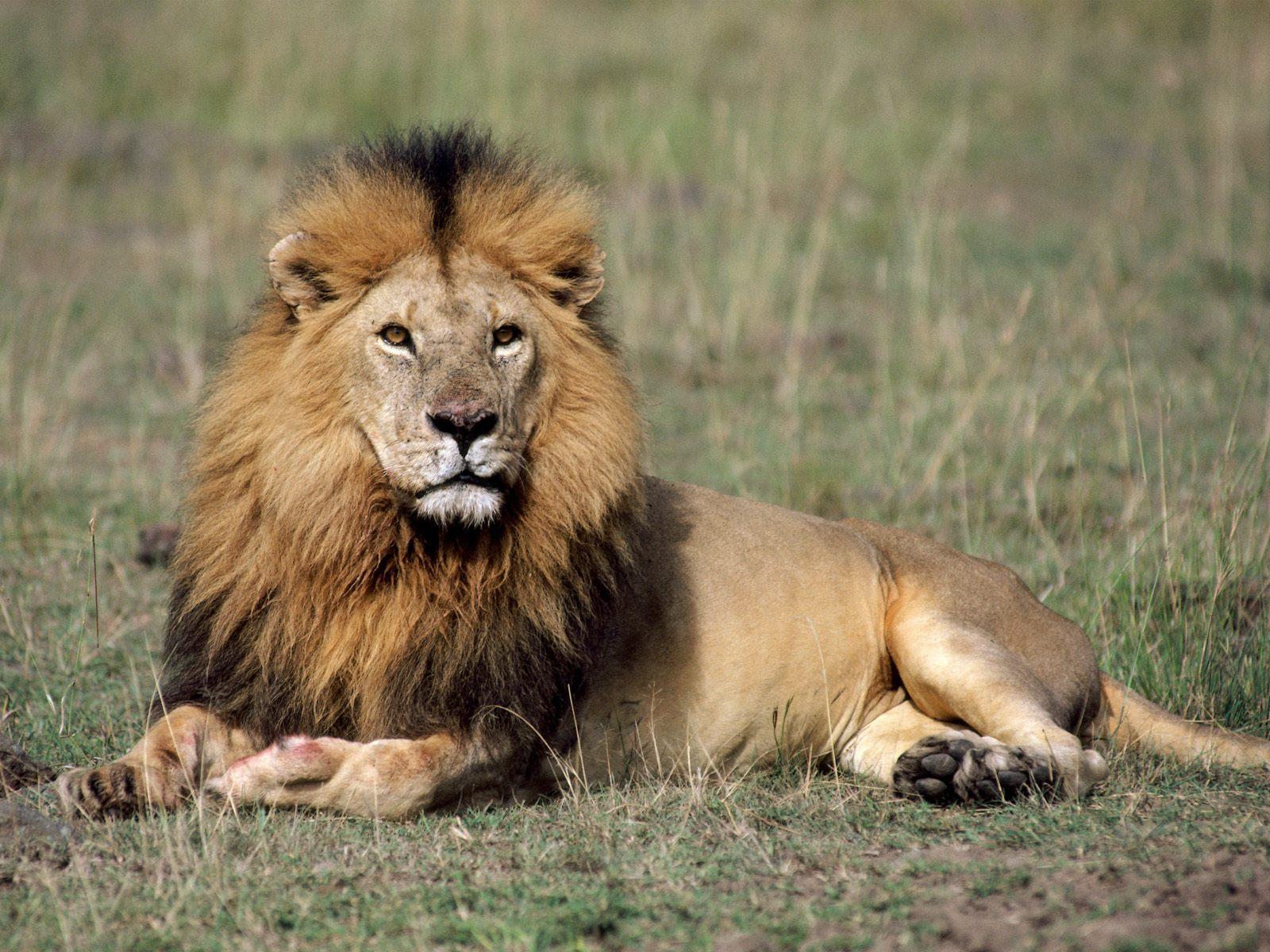 Desktop African Lions Pics