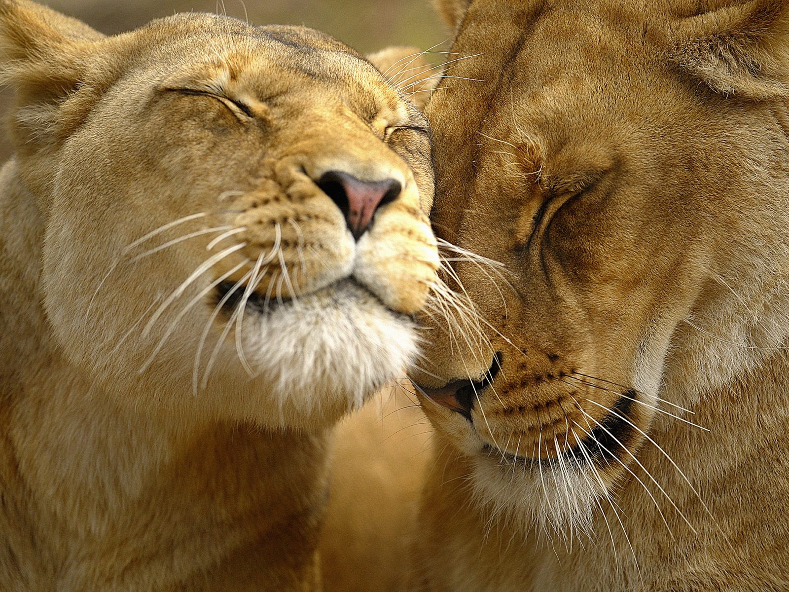 desktop beautiful lions pics wallpaper