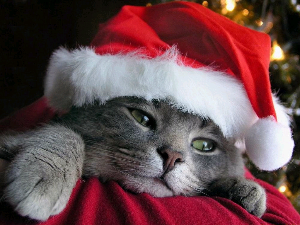 Christmas Cat Santa Hat Wallpaper