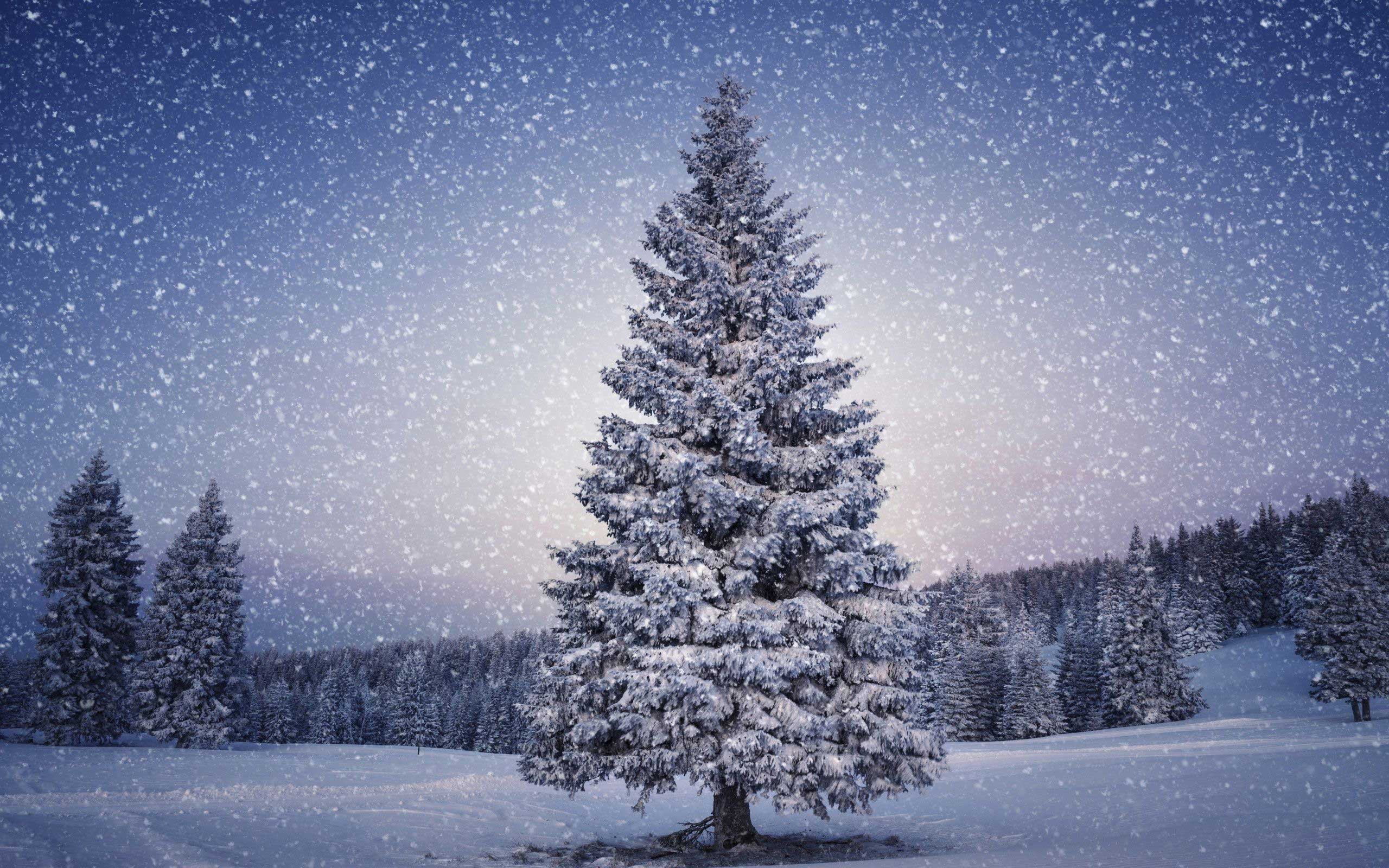 Christmas Tree Background Hd Free Download