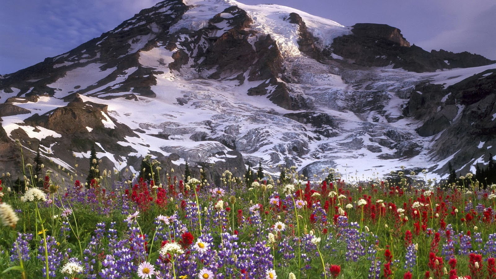 flowers and ice mountains full hd nature wallpaper for laptop