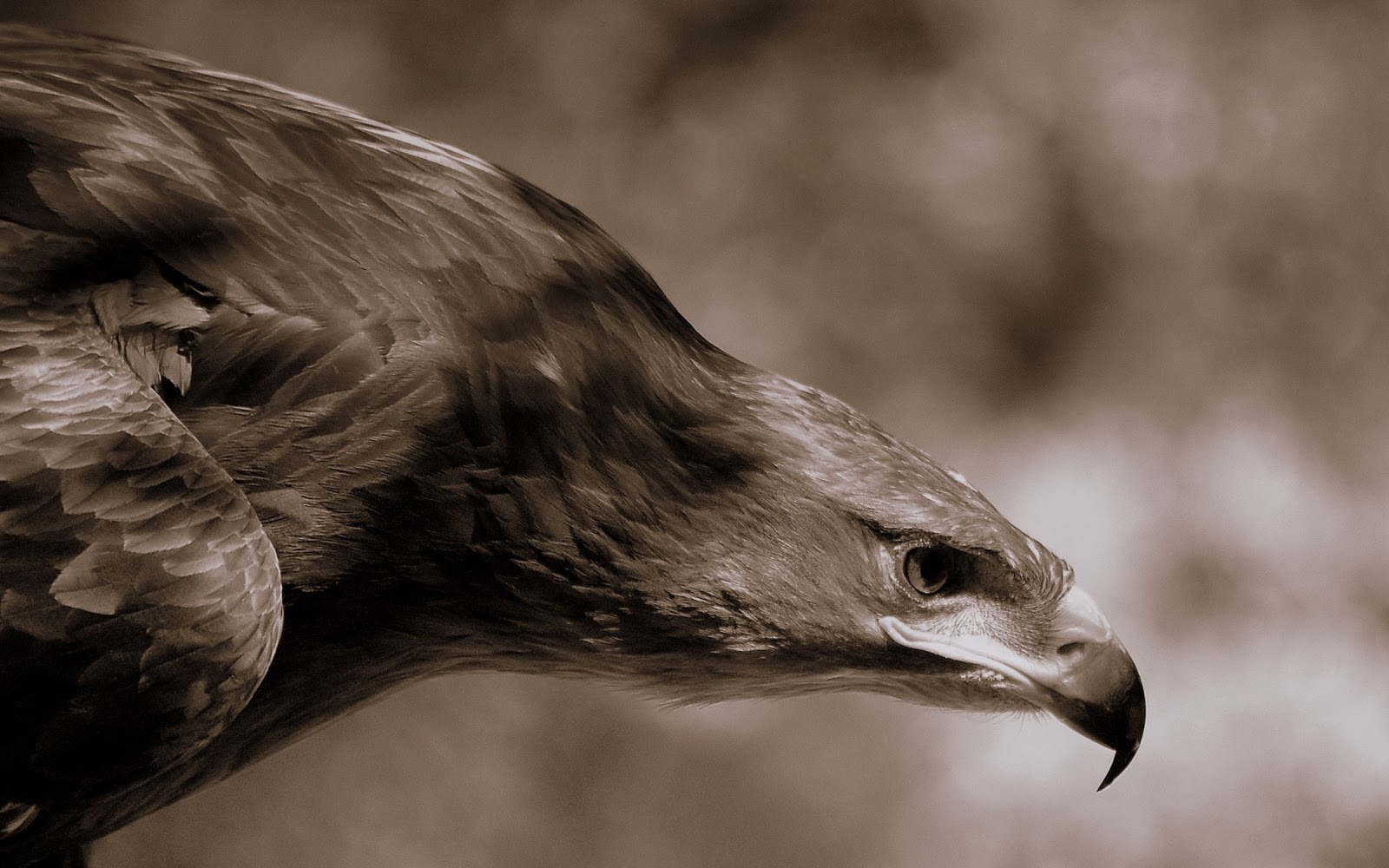 Mobile Desktop Background Bird Eagles Pics Download