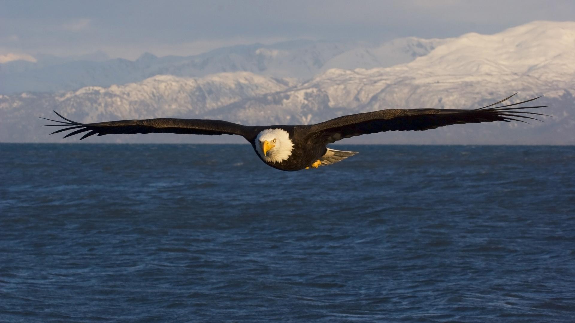 mobile desktop background bird eagles pictures download