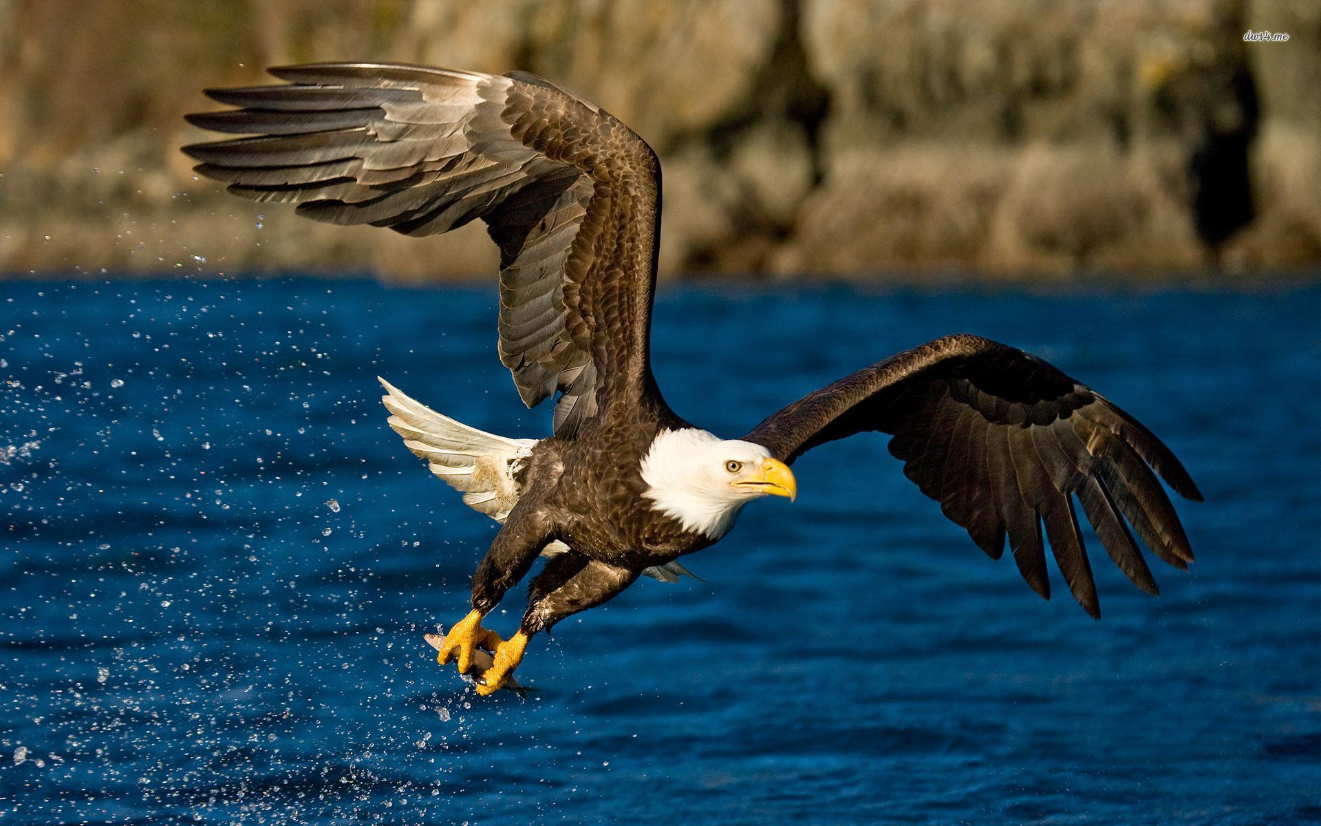 mobile desktop background bird eagles pictures wallpaper