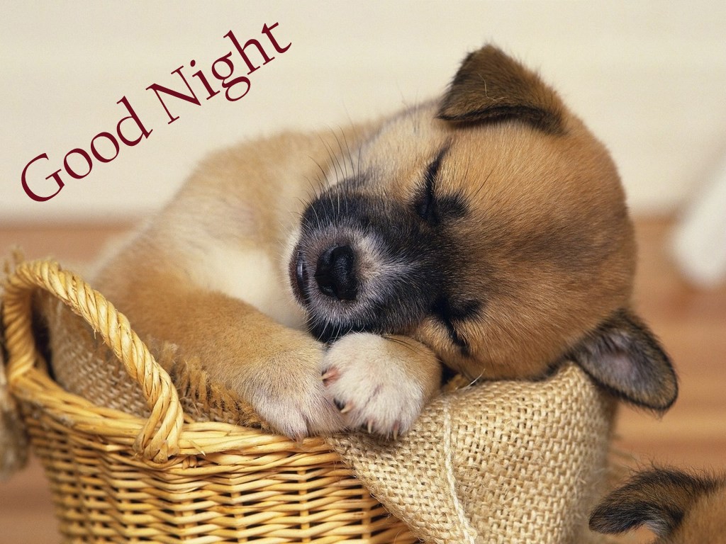 cute dog pup sleeping on basket good night whatsapp status wallpapers