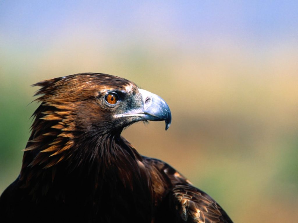 eagle vulture hd wallpaper download