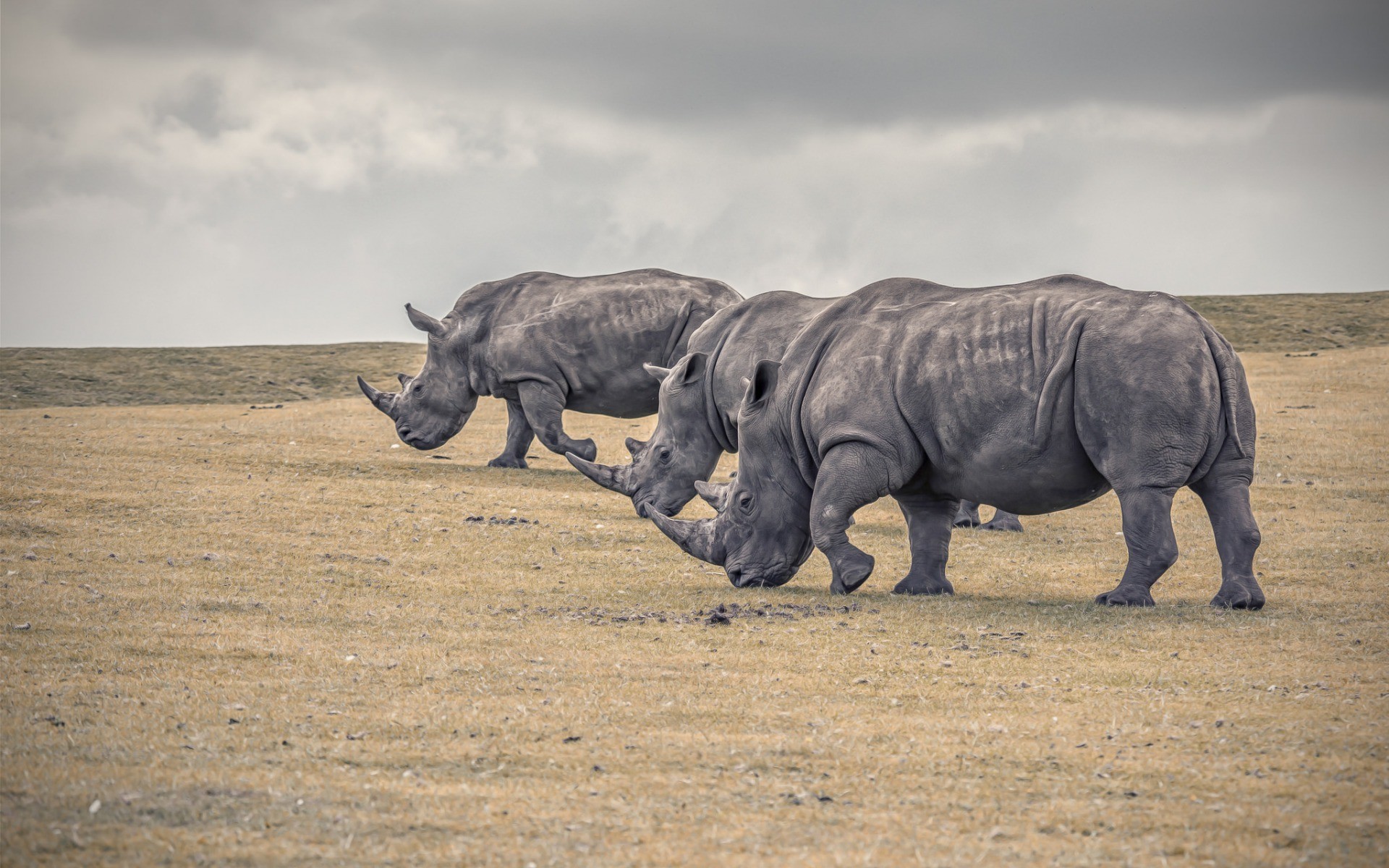 hungry rhinoceros eating food desert wallpapers download