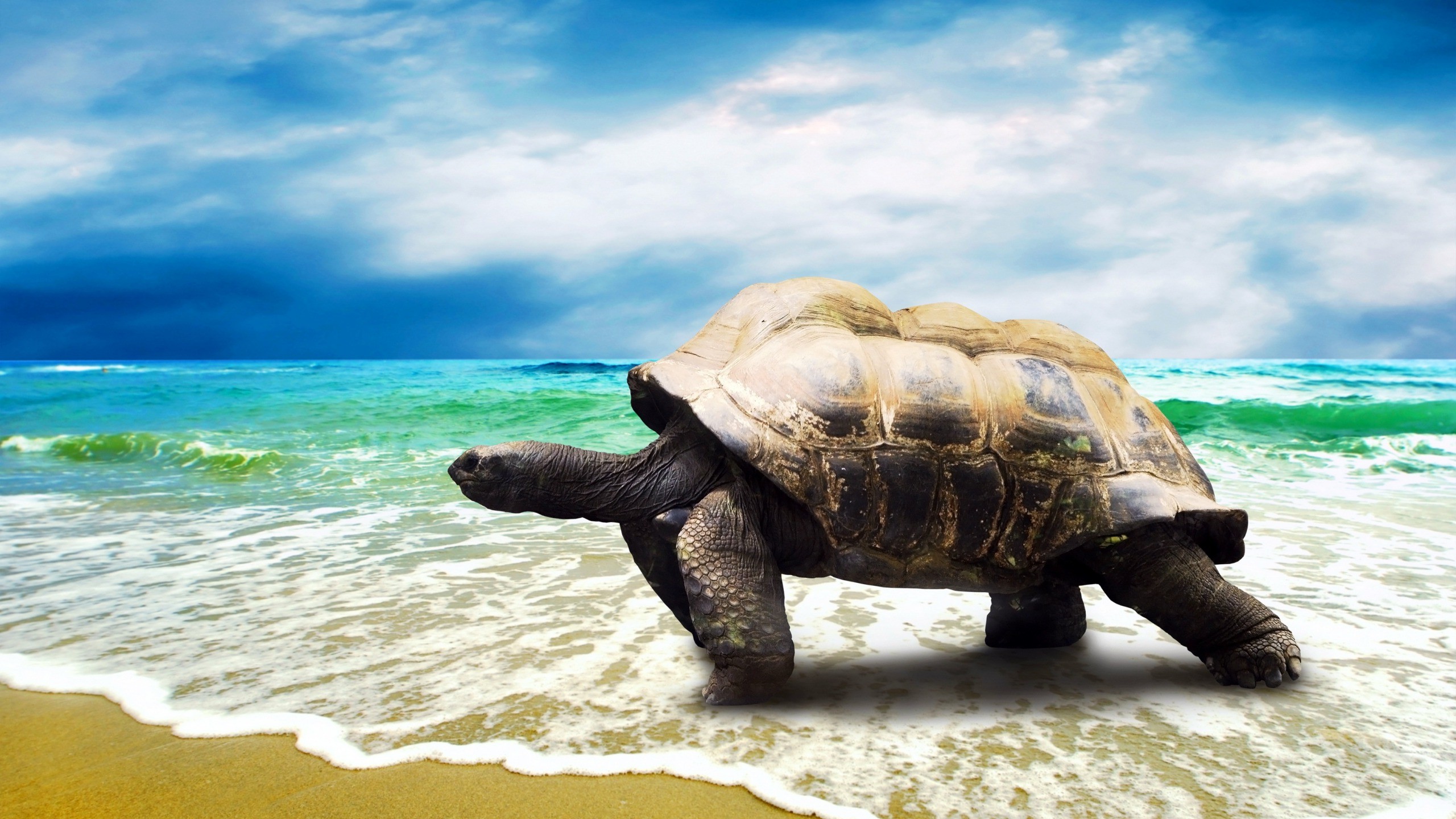 turtle walking on beach wallpaper