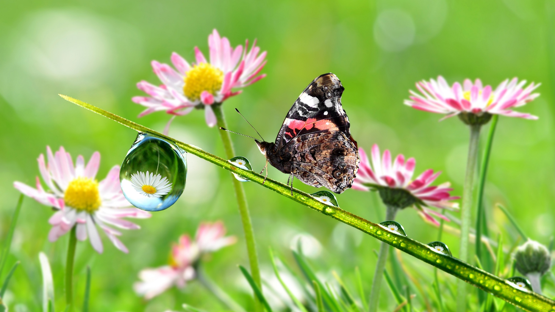 wonderful butterflies hanging in flower cute pics download