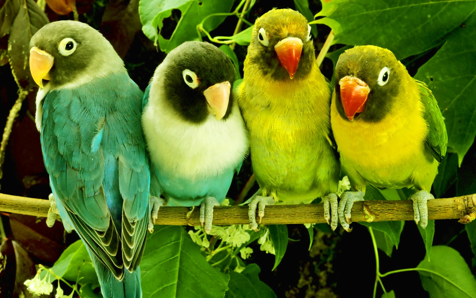 Beautiful Parrot Images
